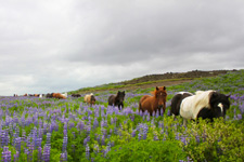 Iceland-East and South-Landmannalaugar Nature Tour